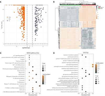 Comprehensive Pan-Cancer Analysis and the Regulatory Mechanism of ASF1B, a Gene Associated With Thyroid Cancer Prognosis in the Tumor Micro-Environment